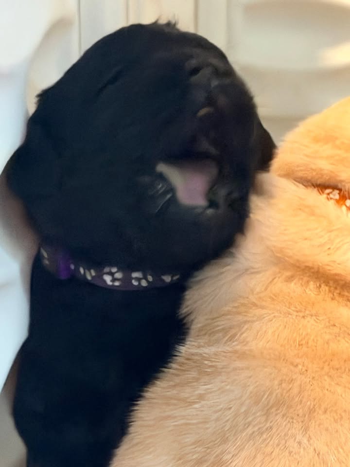 Clarisma K9’s