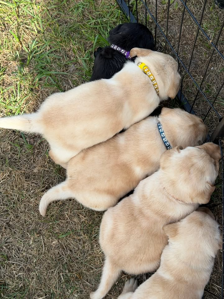 Clarisma K9’s