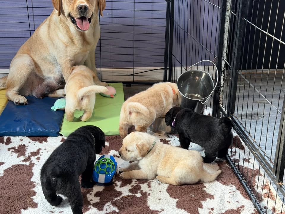 Clarisma K9’s