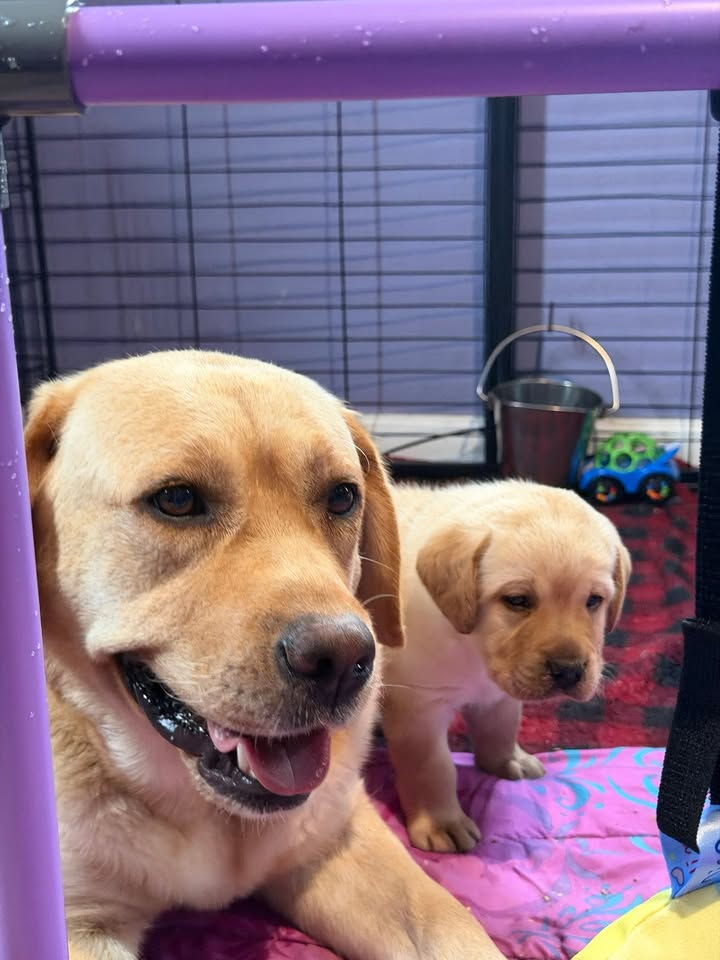 Clarisma K9’s