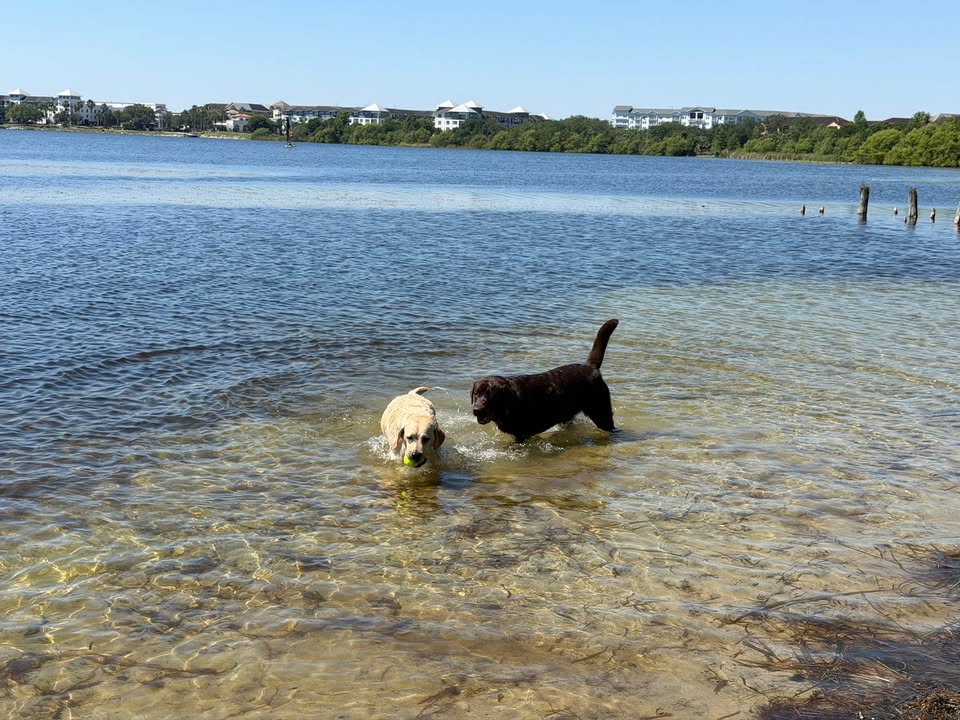 Clarisma K9’s