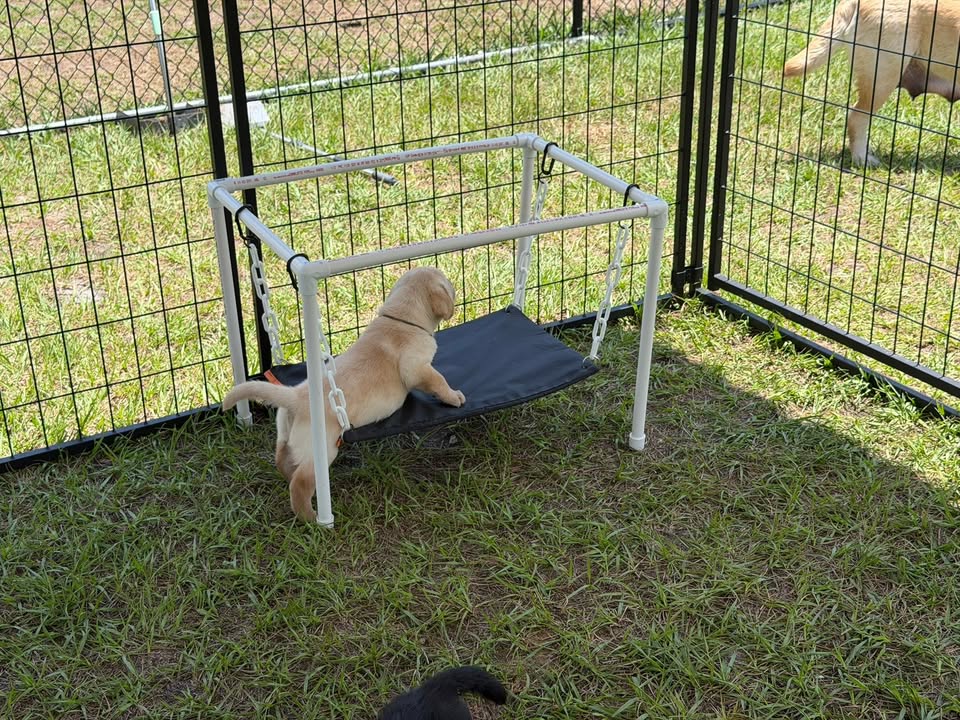Clarisma K9’s