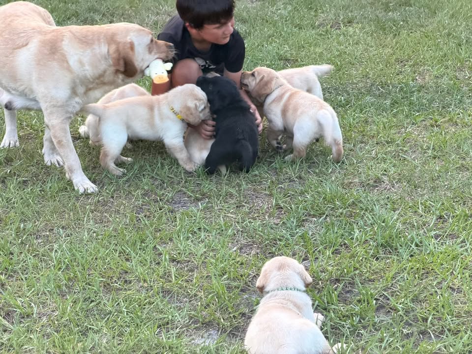 Clarisma K9’s