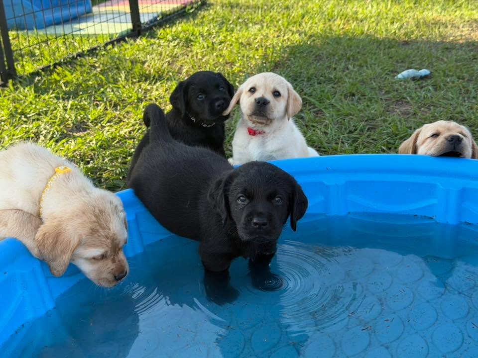 Clarisma K9’s
