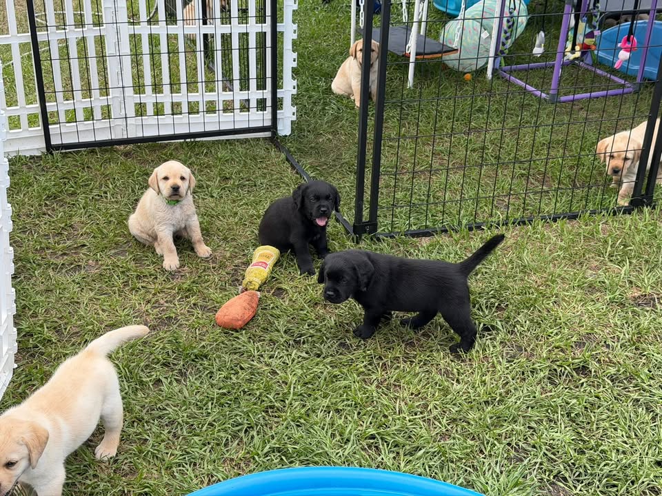 Clarisma K9’s