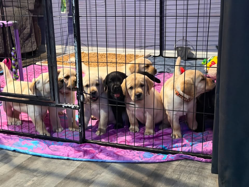 Clarisma K9’s