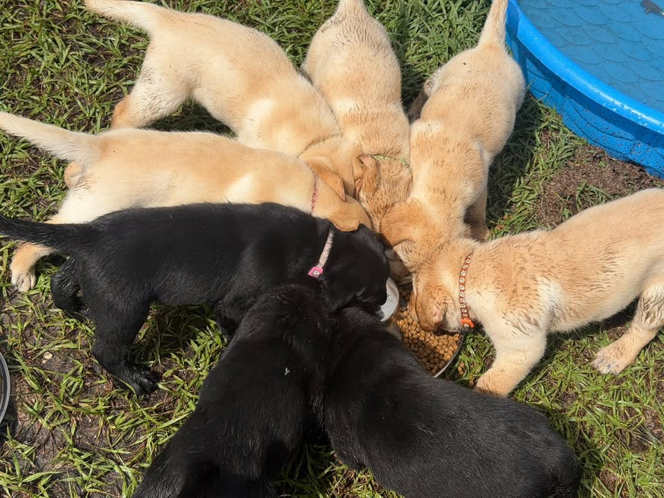 Clarisma K9’s