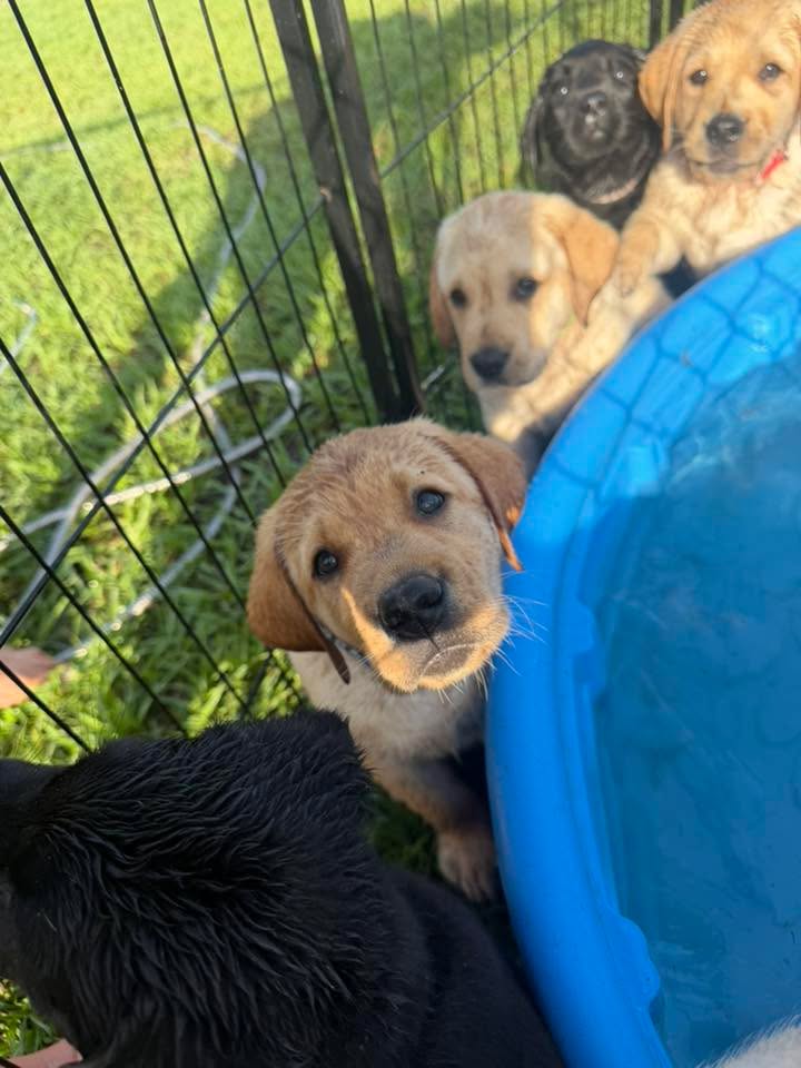 Clarisma K9’s