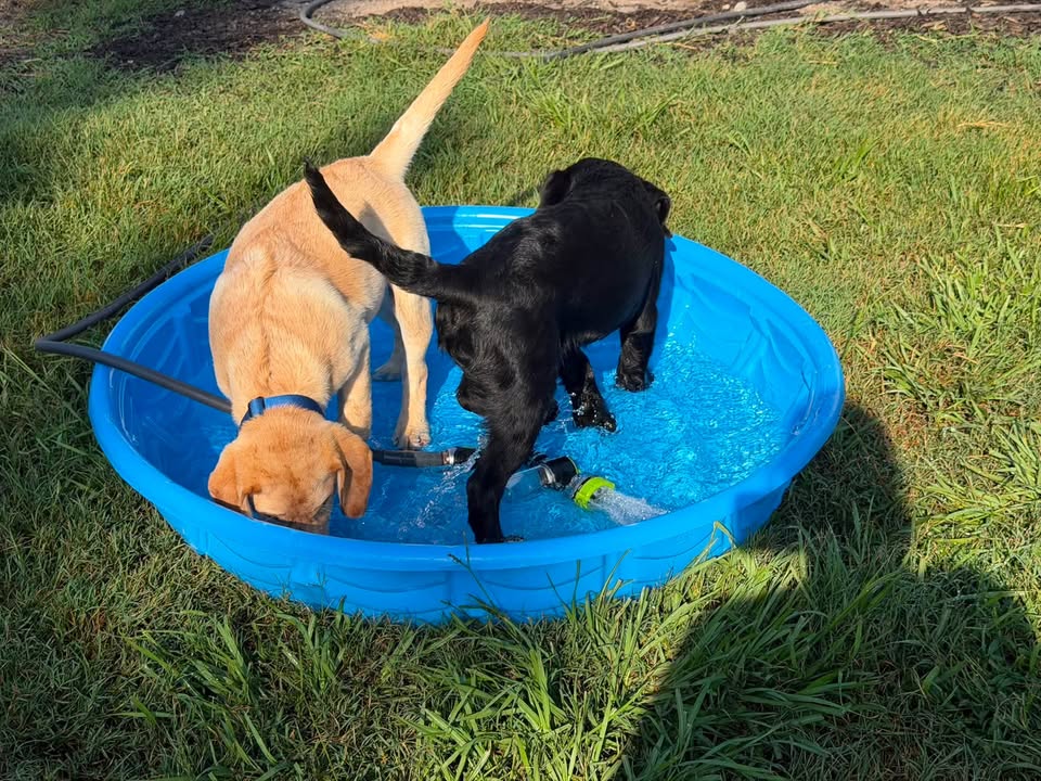 Clarisma K9’s