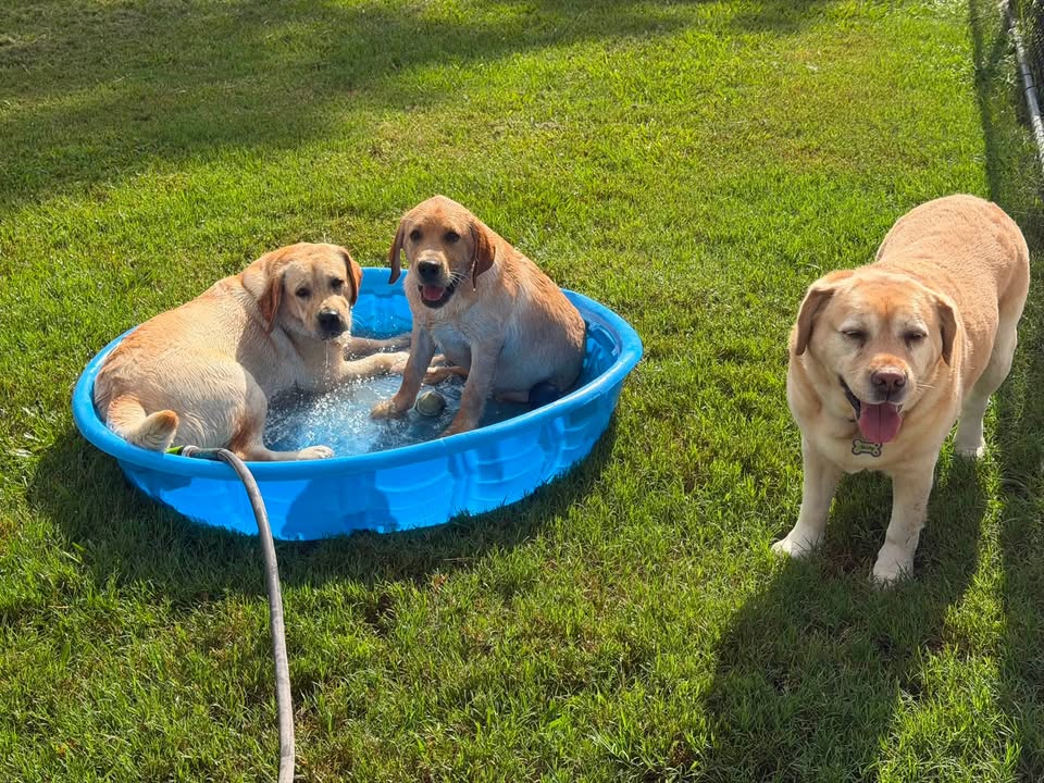 Clarisma K9’s