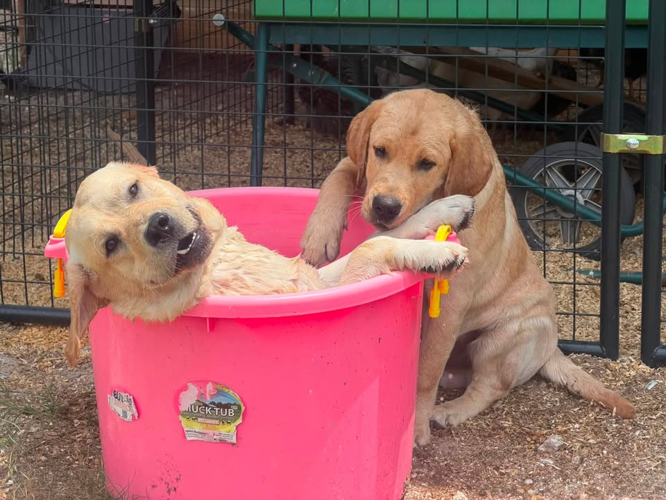 Clarisma K9’s