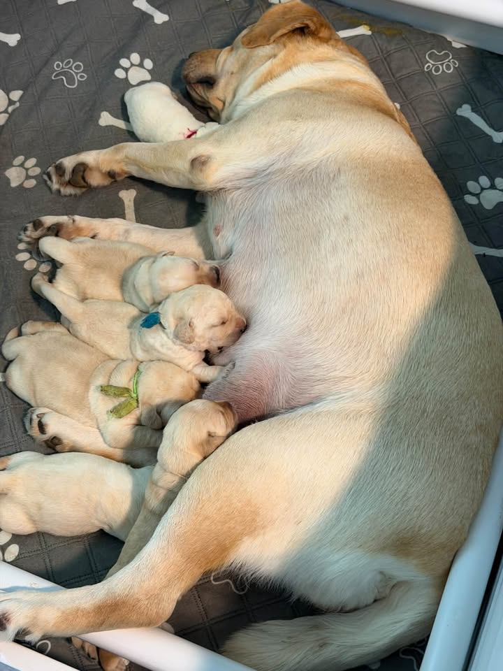 Clarisma K9’s