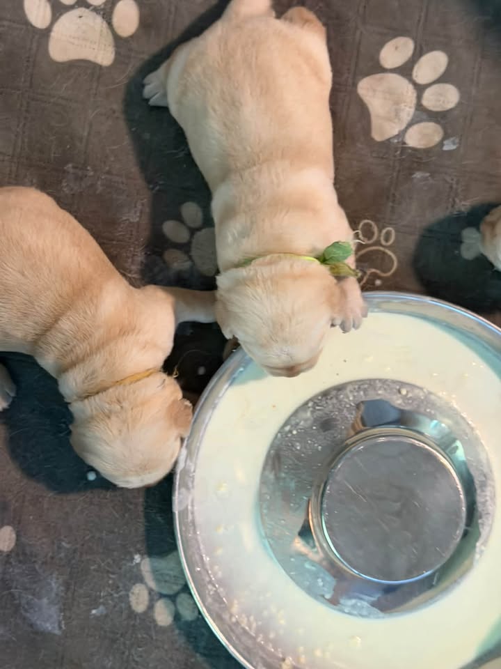 Clarisma K9’s