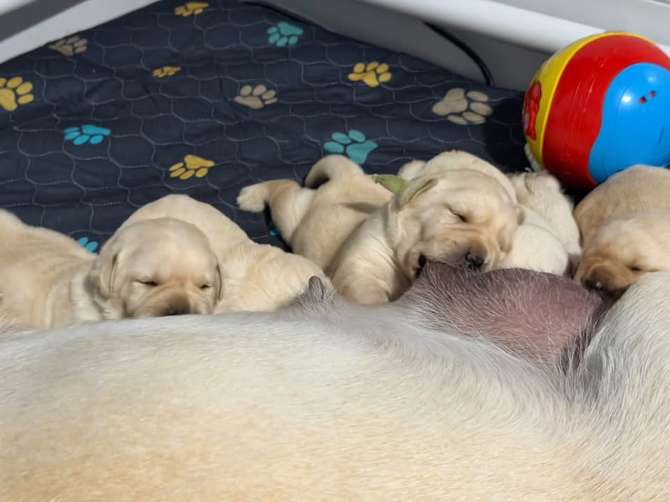 Clarisma K9’s
