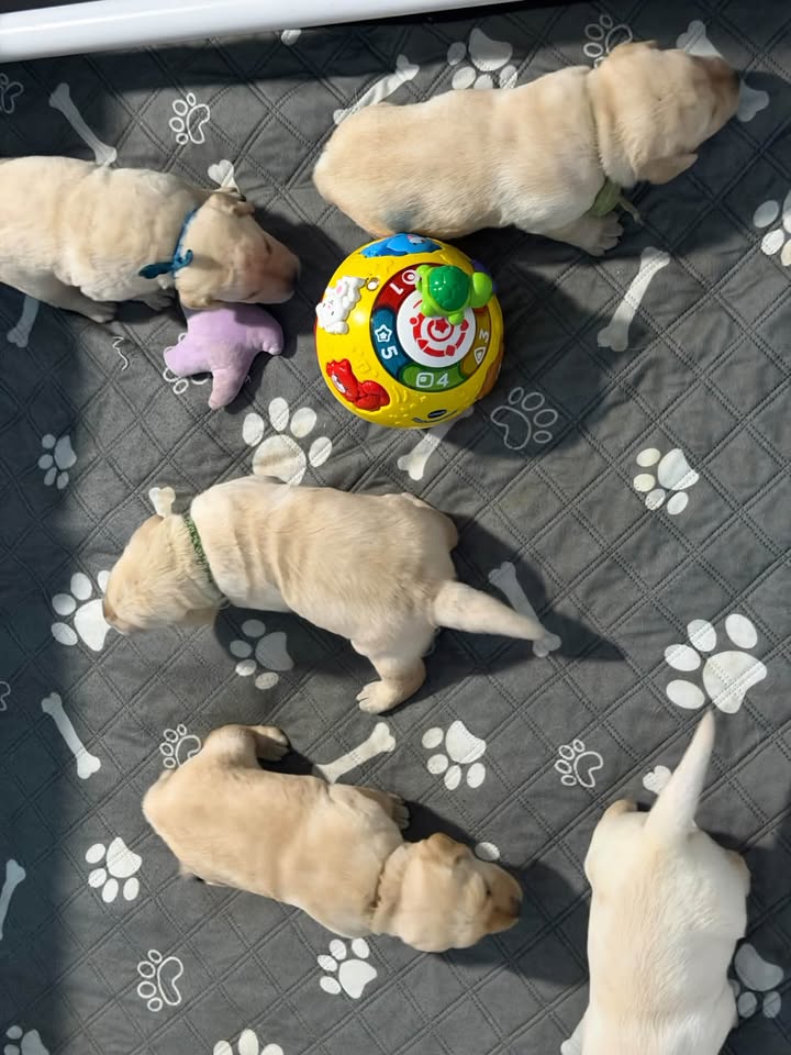 Clarisma K9’s