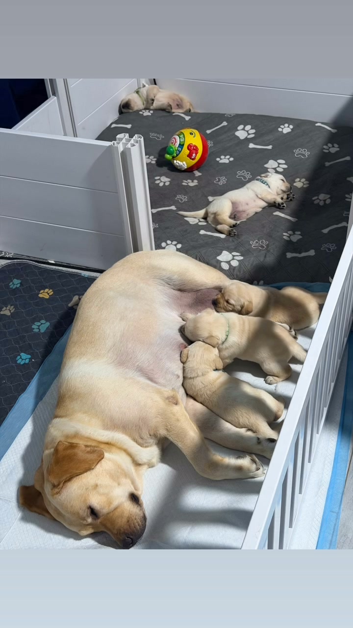 Clarisma K9’s