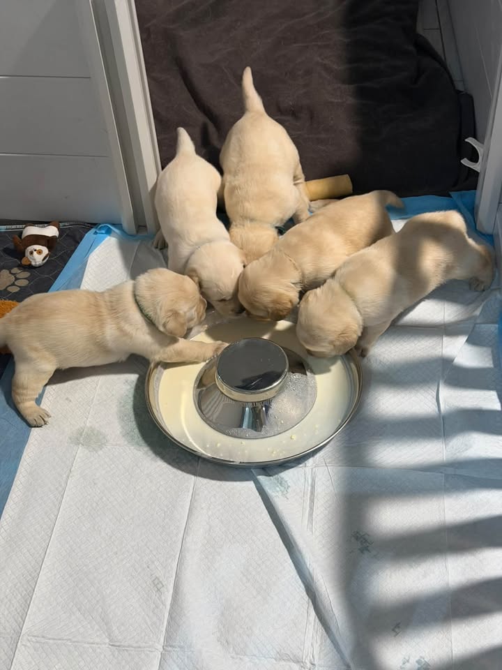 Clarisma K9’s