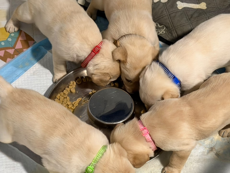 Clarisma K9’s