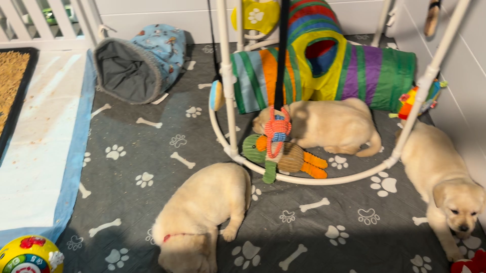 Clarisma K9’s