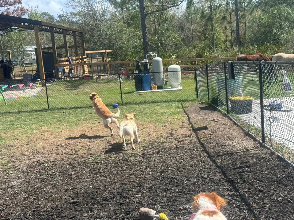 Clarisma K9 Services