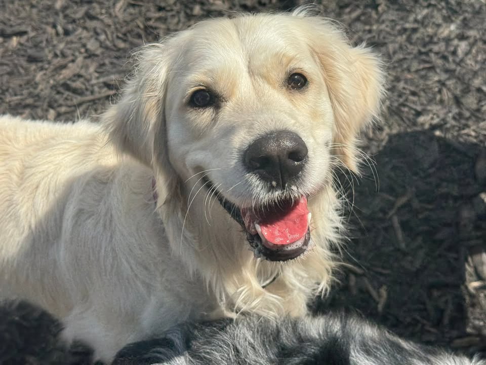 Clarisma K9 Services