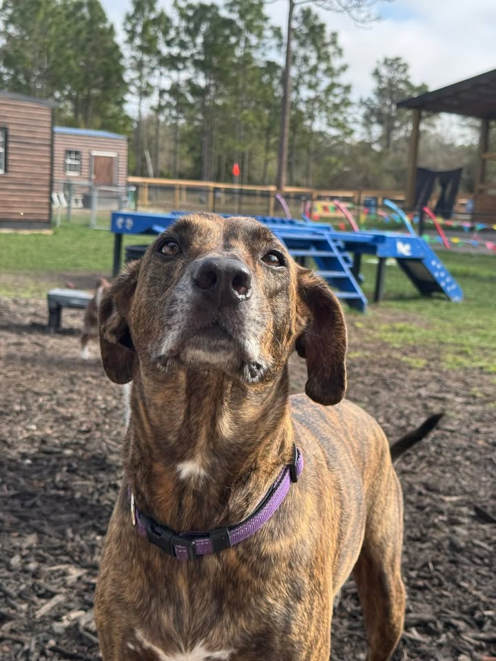 Clarisma K9 Services