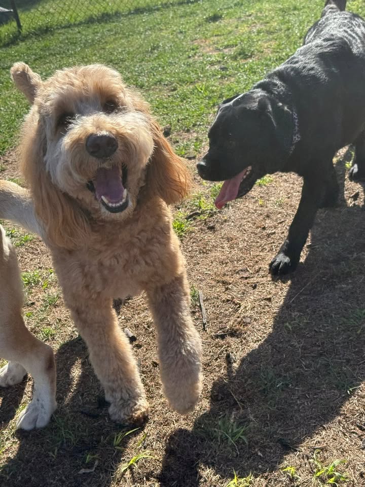 Clarisma K9 Services