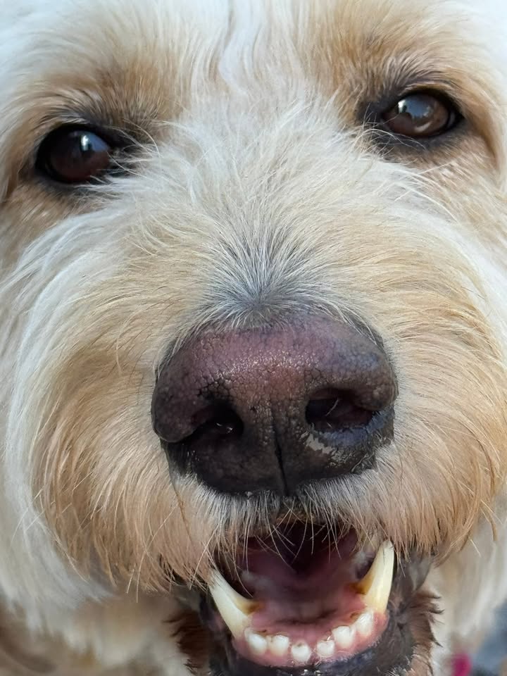 Clarisma K9 Services