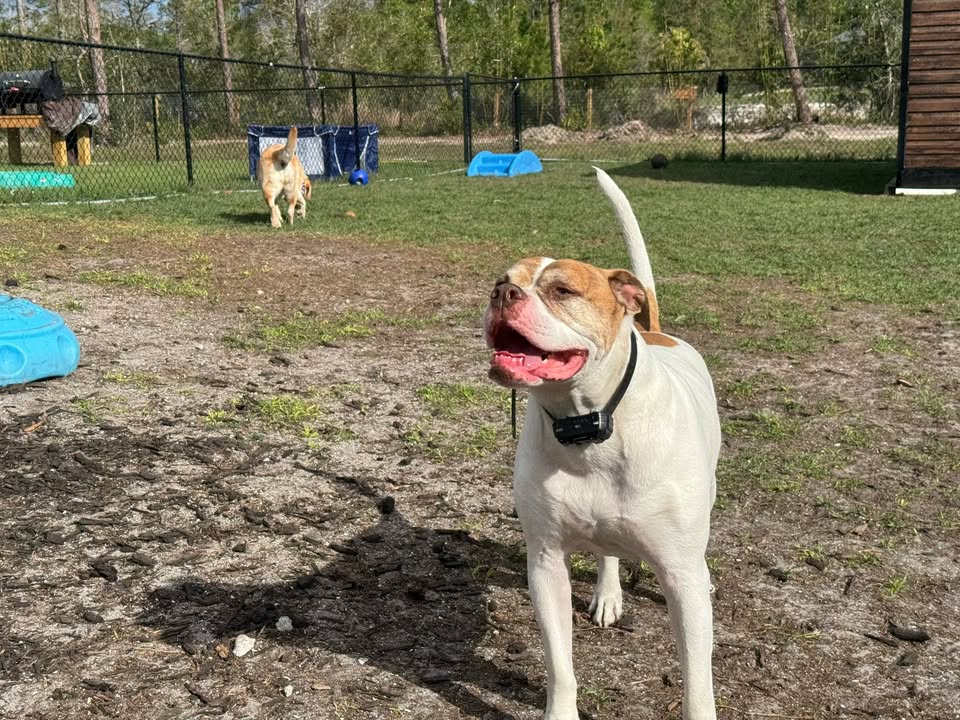 Clarisma K9 Services