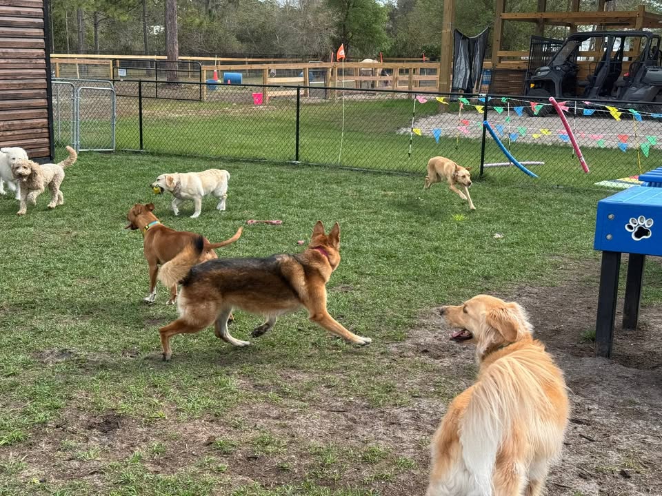 Clarisma K9 Services