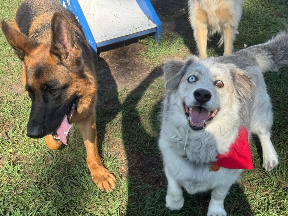 Clarisma K9 Services