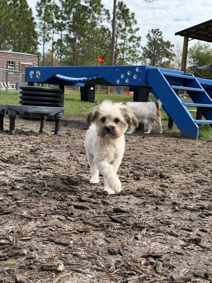 Clarisma K9 Services