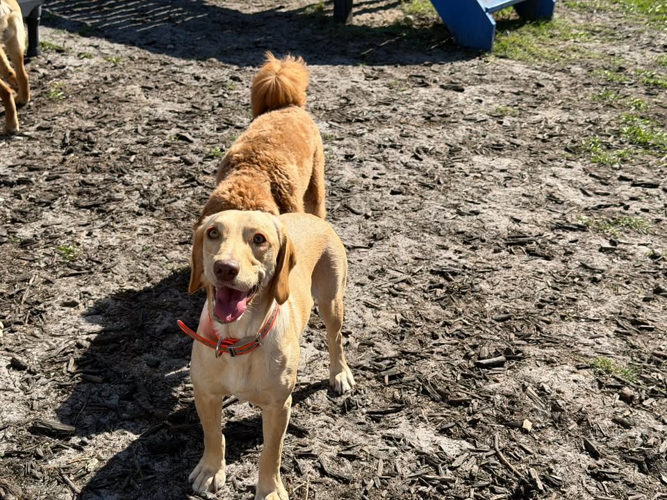 Clarisma K9 Services