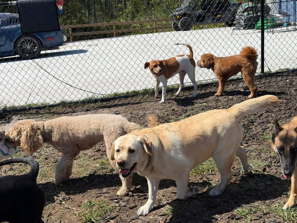 Clarisma K9 Services