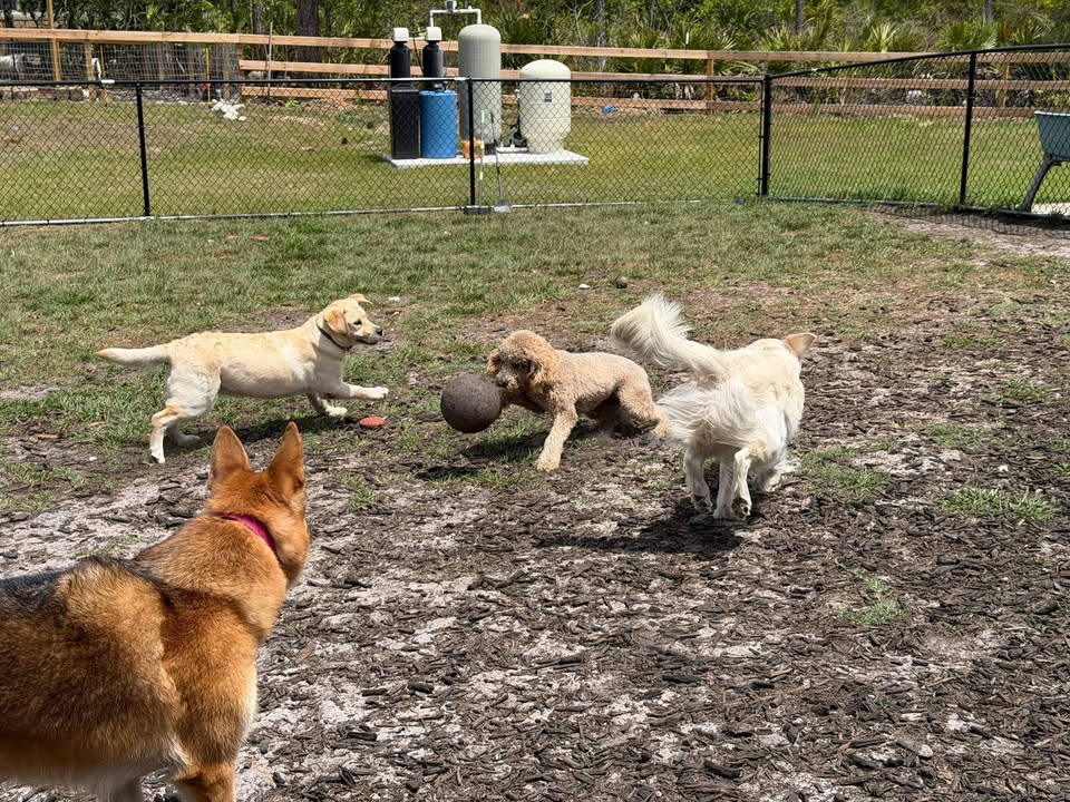 Clarisma K9 Services