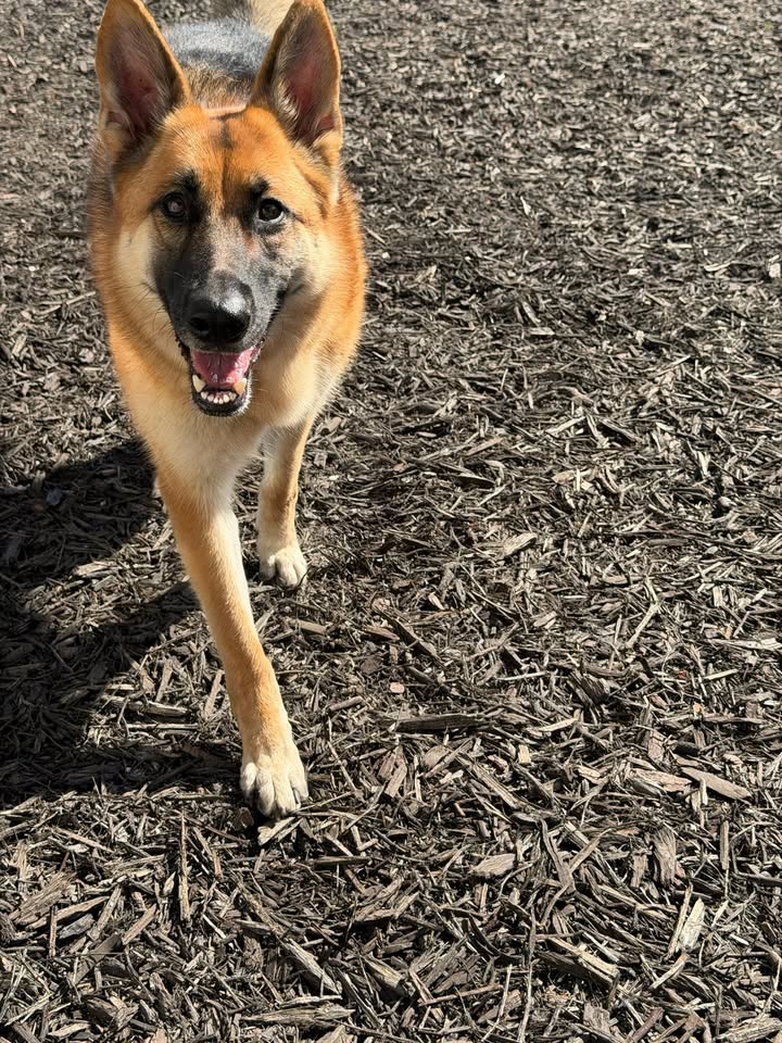 Clarisma K9 Services
