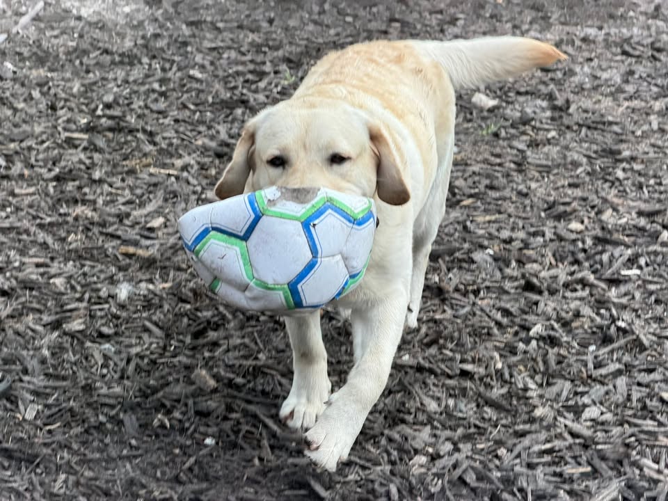 Clarisma K9 Services