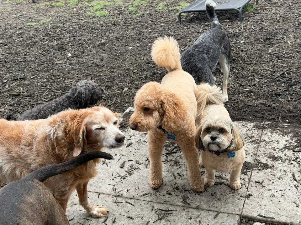 Clarisma K9 Services