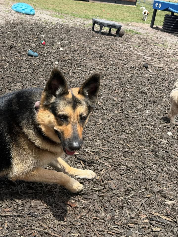 Clarisma K9 Services