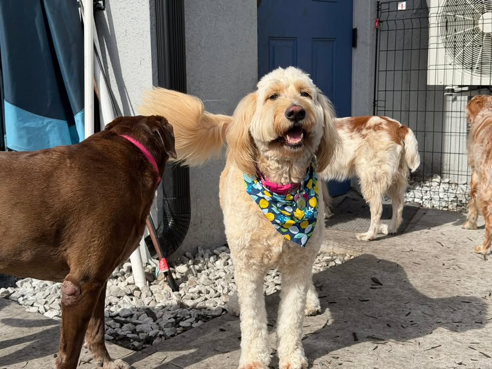 Clarisma K9 Services