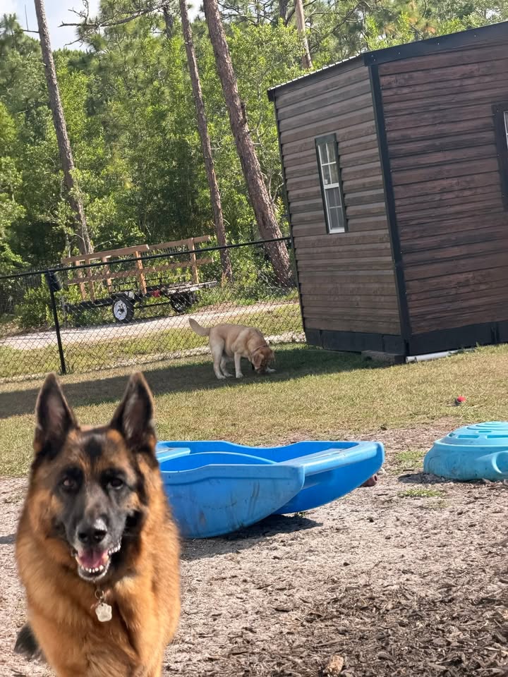 Clarisma K9 Services