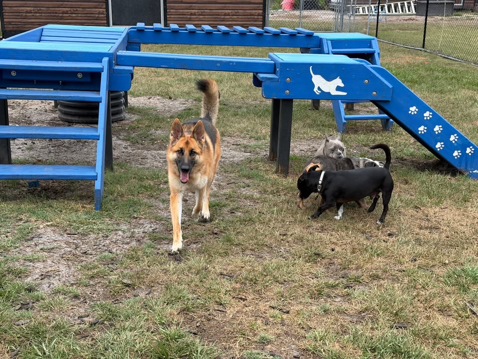 Clarisma K9 Services