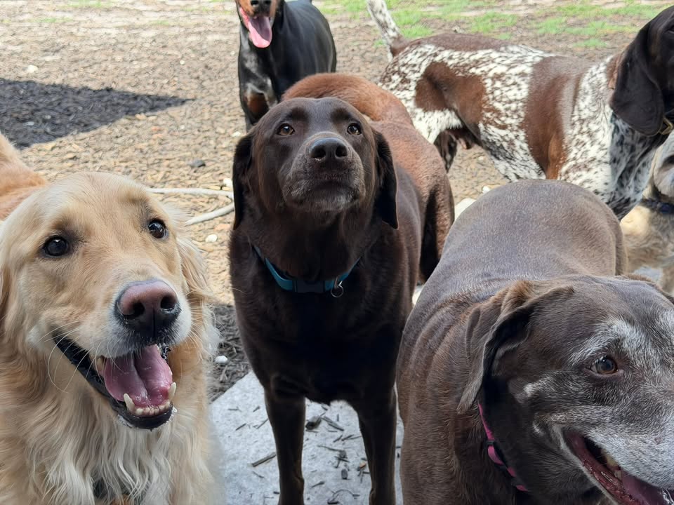 Clarisma K9 Services