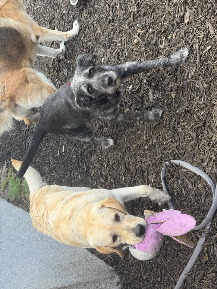 Clarisma K9 Services