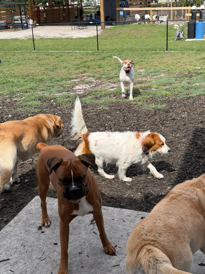 Clarisma K9 Services