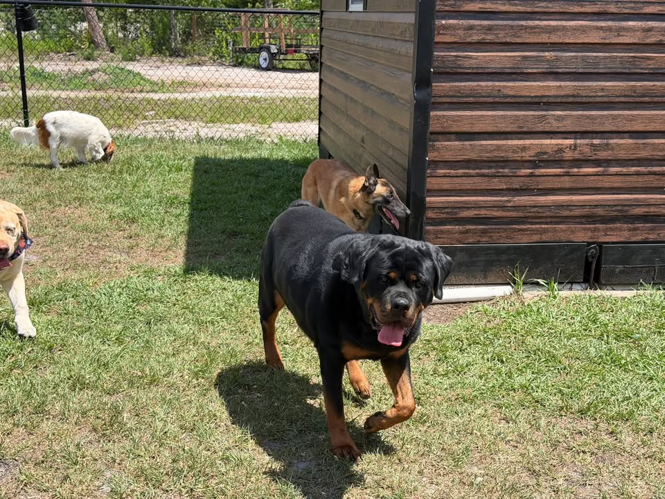 Clarisma K9 Services