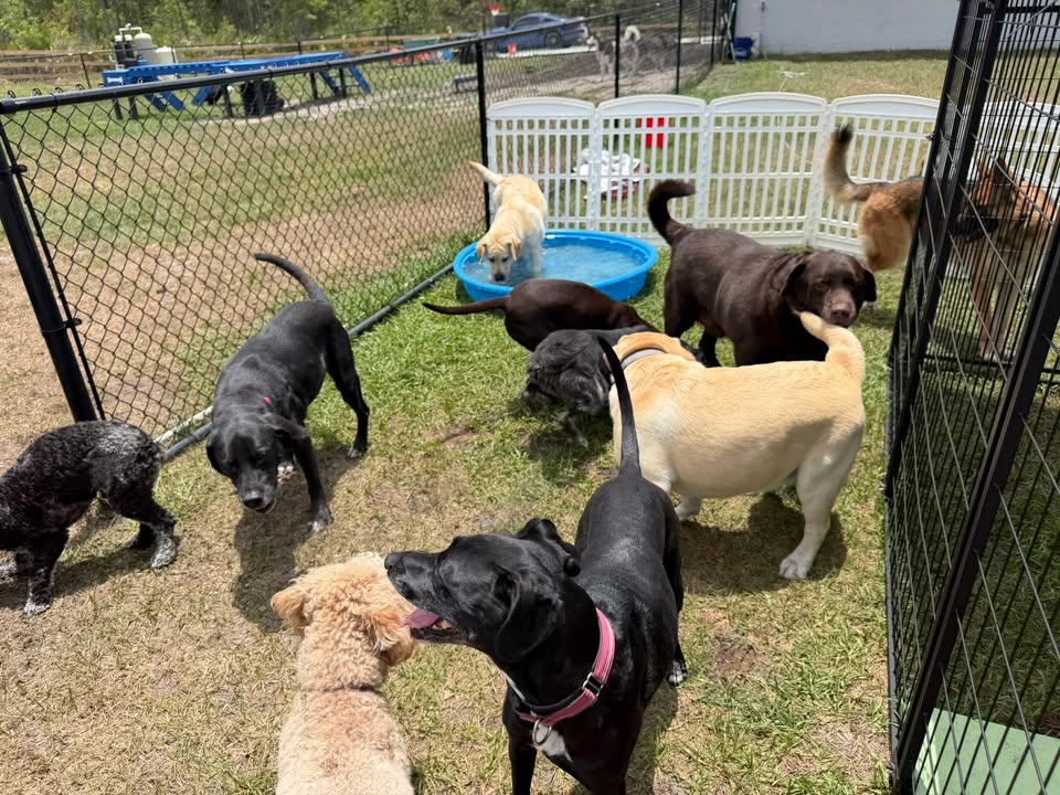 Clarisma K9 Services