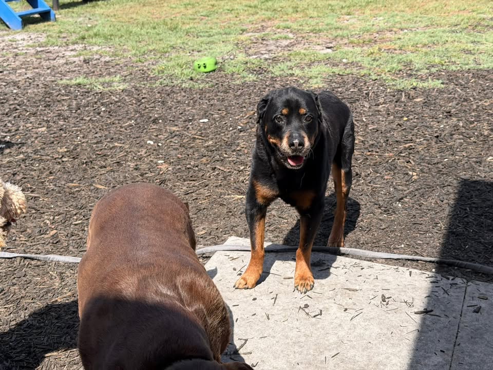 Clarisma K9 Services
