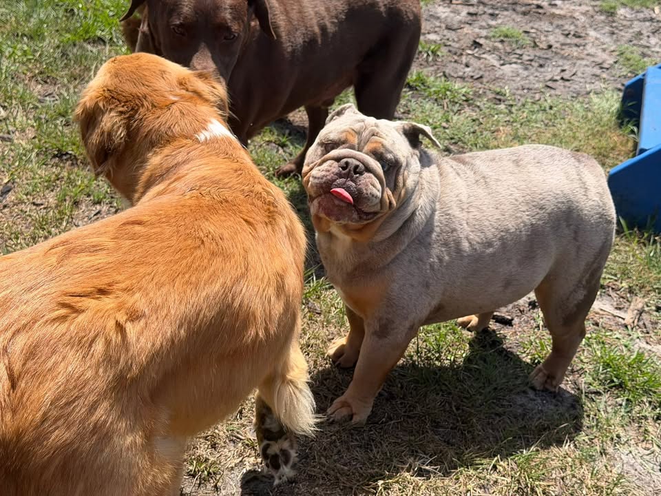 Clarisma K9 Services