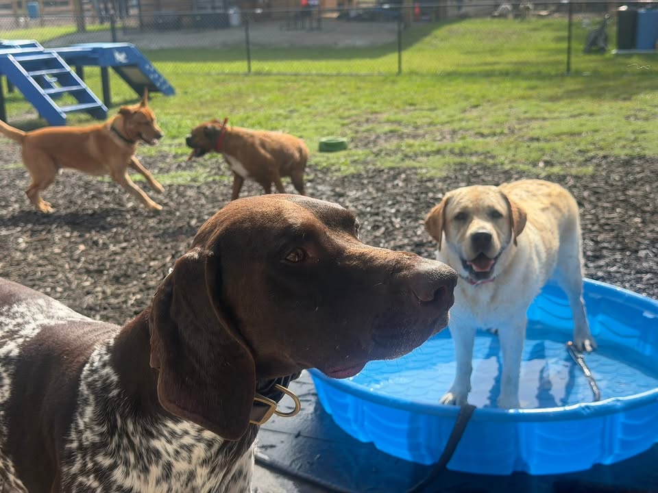 Clarisma K9 Services